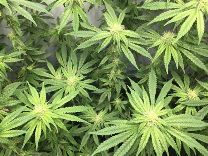Gorilla Zkittlez clones in Perlite/Coco. Week 9 - Day 63