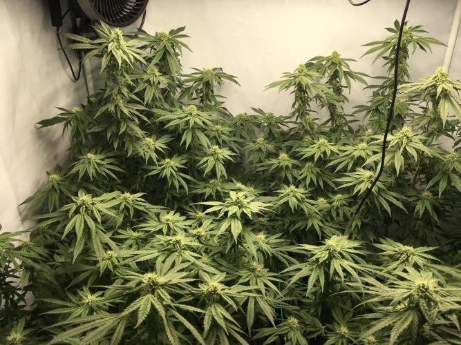 Gorilla Zkittlez clones in Perlite/Coco. Week 10 - Day 69
