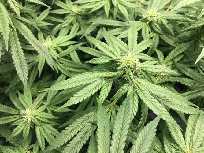 Gorilla Zkittlez clones in Perlite/Coco. Week 10 - Day 69