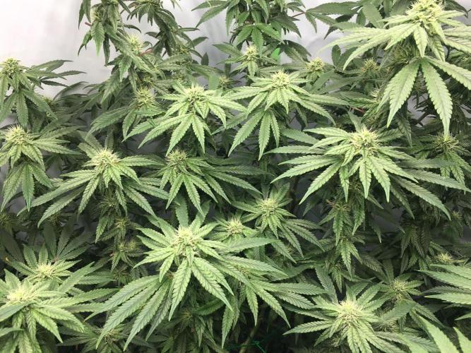 Gorilla Zkittlez clones in Perlite/Coco. Week 10 - Day 69