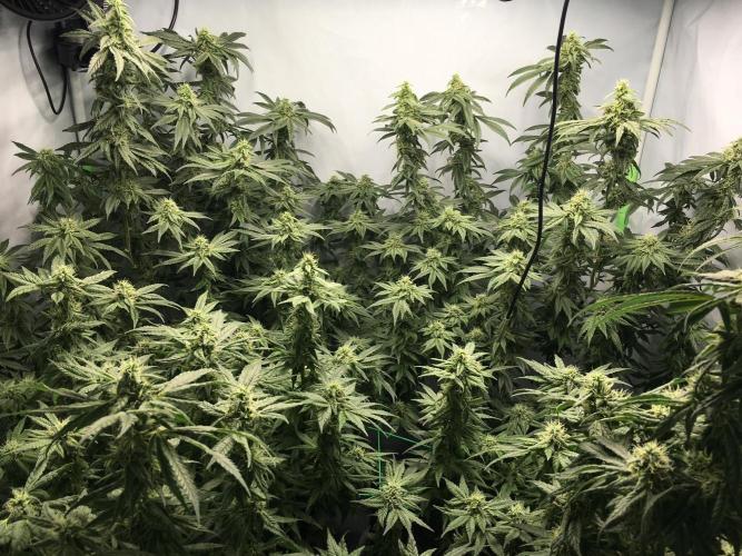 Gorilla Zkittlez clones in Perlite/Coco. Week 11 - Day 76
defoliating again