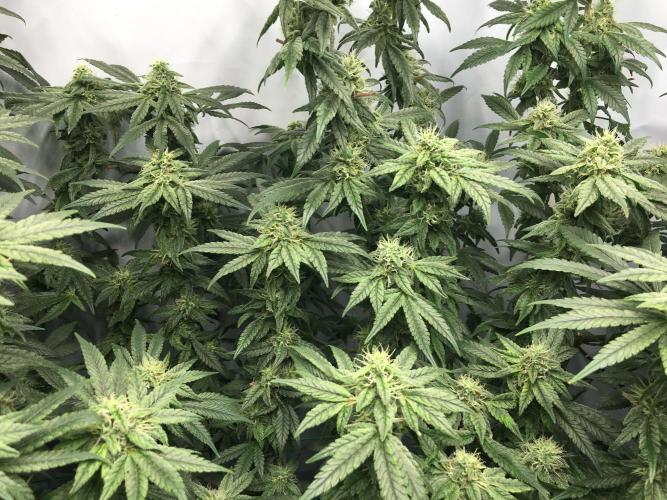 Gorilla Zkittlez clones in Perlite/Coco. Week 11 - Day 76