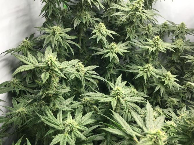 Gorilla Zkittlez clones in Perlite/Coco. Week 11 - Day 76