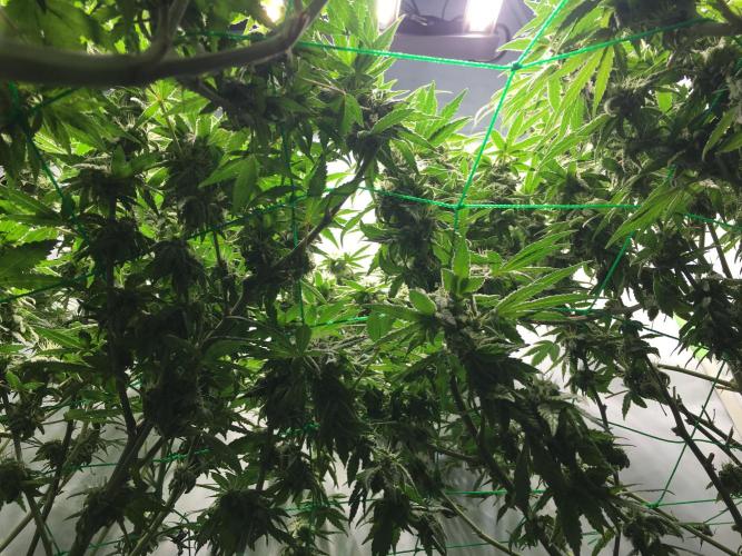 Gorilla Zkittlez clones in Perlite/Coco. Week 11 - Day 76