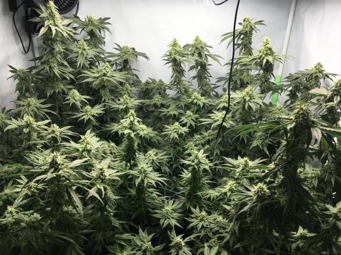 Gorilla Zkittlez clones in Perlite/Coco. Week 12 - Day 78
