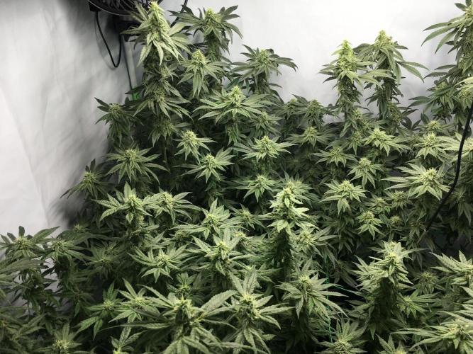 Gorilla Zkittlez clones in Perlite/Coco. Week 12 - Day 78
