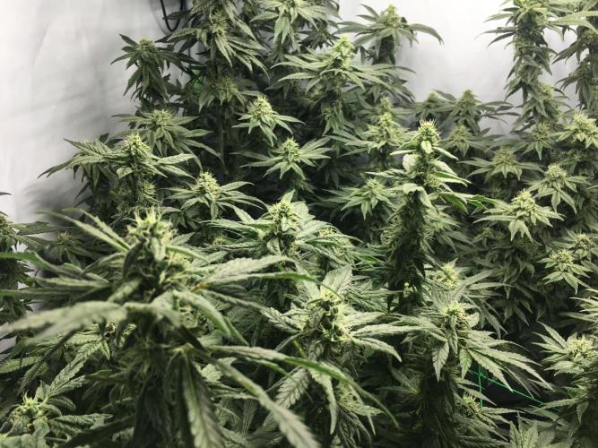 Gorilla Zkittlez clones in Perlite/Coco. Week 12 - Day 78