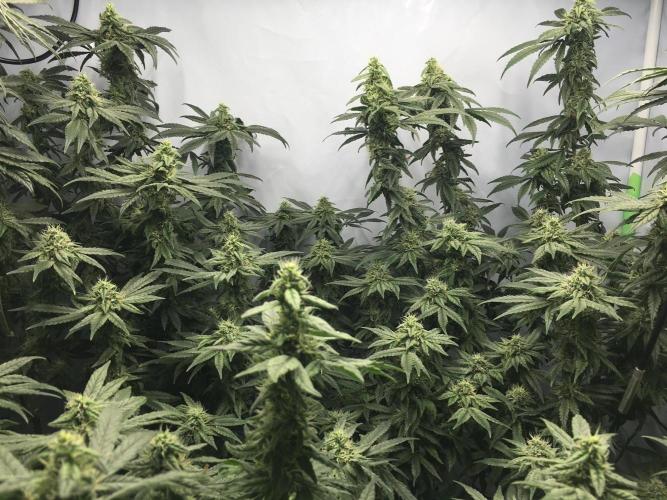 Gorilla Zkittlez clones in Perlite/Coco. Week 12 - Day 78