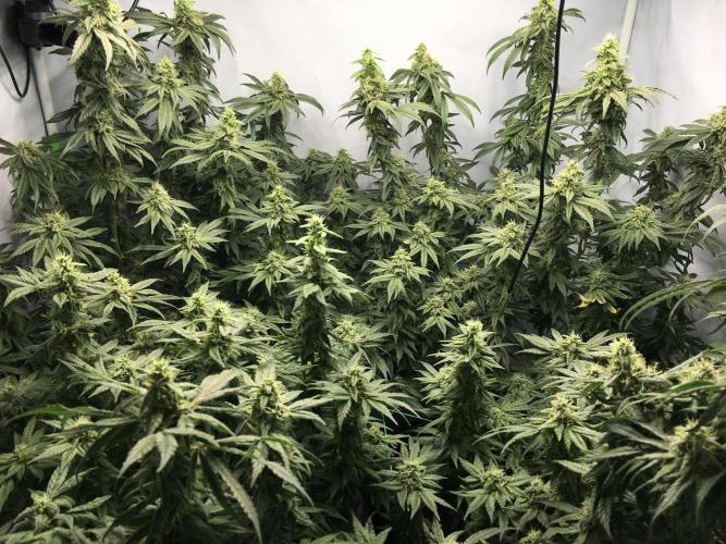Gorilla Zkittlez clones in Perlite/Coco. Week 12 - Day 83