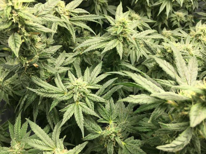 Gorilla Zkittlez clones in Perlite/Coco. Week 12 - Day 83