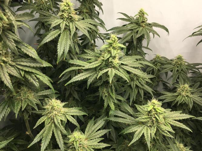 Gorilla Zkittlez clones in Perlite/Coco. Week 12 - Day 83