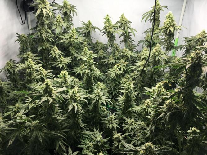 Gorilla Zkittlez clones in Perlite/Coco. Week 13 - Day 85