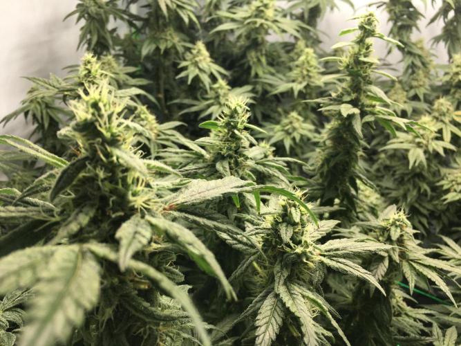 Gorilla Zkittlez clones in Perlite/Coco. Week 13 - Day 85