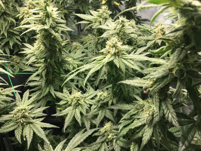 Gorilla Zkittlez clones in Perlite/Coco. Week 13 - Day 85