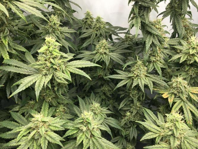 Gorilla Zkittlez clones in Perlite/Coco. Week 13 - Day 85