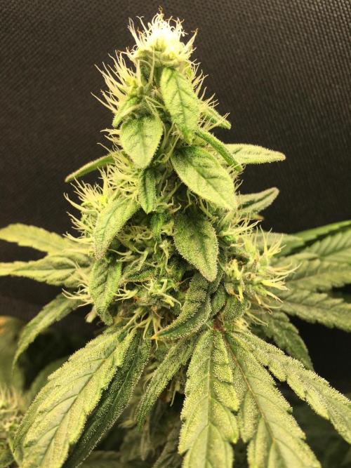 Gorilla Zkittlez clones in Perlite/Coco. Week 13 - Day 85