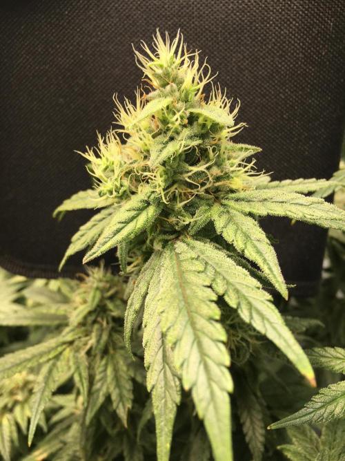 Gorilla Zkittlez clones in Perlite/Coco. Week 13 - Day 85