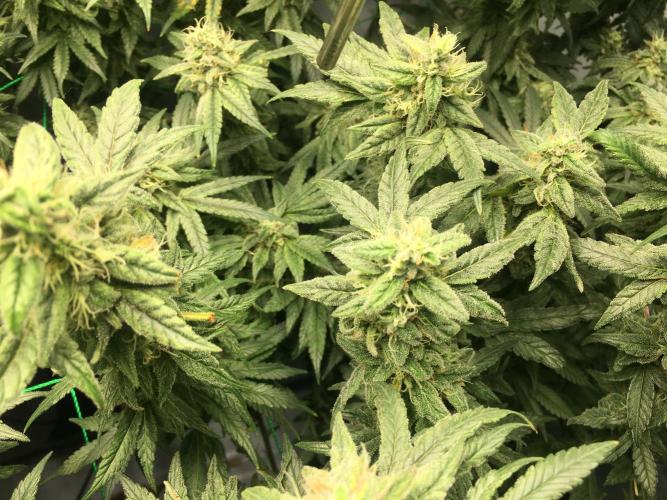 Gorilla Zkittlez clones in Perlite/Coco. Week 13 - Day 87