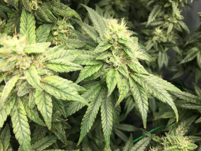 Gorilla Zkittlez clones in Perlite/Coco. Week 13 - Day 87