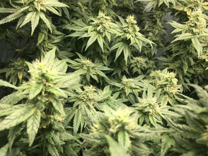 Gorilla Zkittlez clones in Perlite/Coco. Week 13 - Day 87
