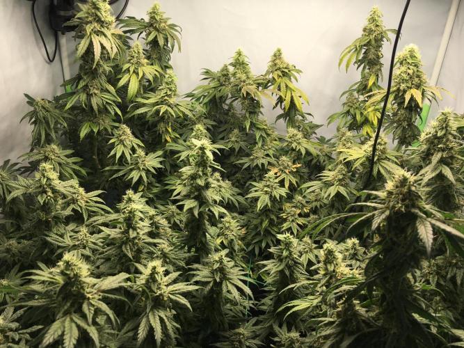 Gorilla Zkittlez clones in Perlite/Coco. Week 14 - Day 93