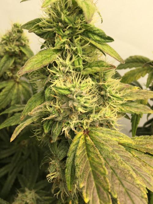 Gorilla Zkittlez clones in Perlite/Coco. Week 14 - Day 93