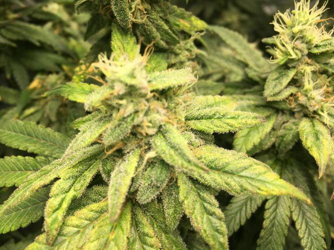 Gorilla Zkittlez clones in Perlite/Coco. Week 14 - Day 93