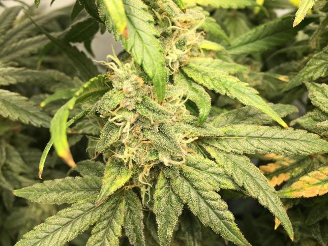 Gorilla Zkittlez clones in Perlite/Coco. Week 14 - Day 93