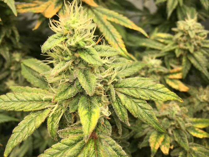 Gorilla Zkittlez clones in Perlite/Coco. Week 14 - Day 93