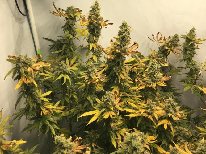 Gorilla Zkittlez clones in Perlite/Coco. Week 16 - Day 106