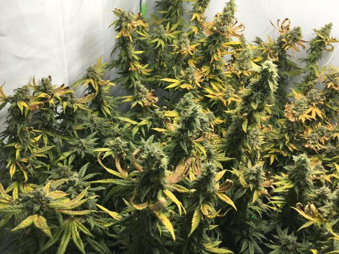 Gorilla Zkittlez clones in Perlite/Coco. Week 16 - Day 106