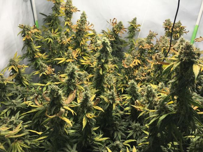 Gorilla Zkittlez clones in Perlite/Coco. Week 16 - Day 106