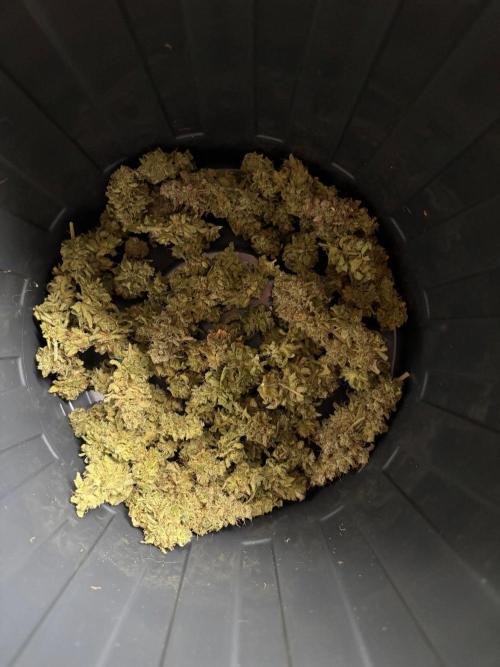 Gorilla Z. Week 17