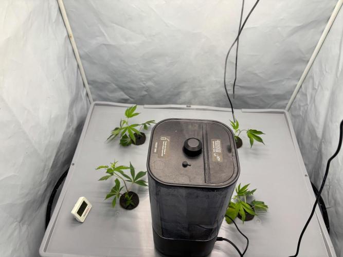 Gorilla Zkittlez in a big box. Week 1 - Just moved in