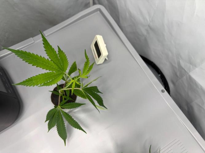 Gorilla Zkittlez in a big box. Week 1
