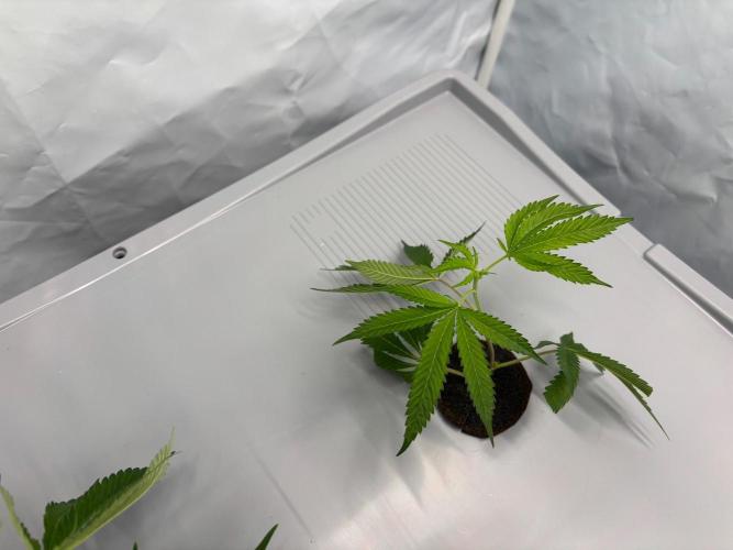 Gorilla Zkittlez in a big box. Week 1