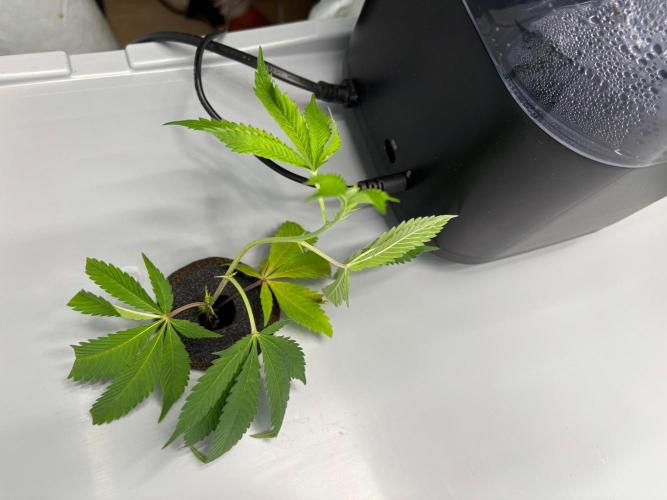 Gorilla Zkittlez in a big box. Week 1