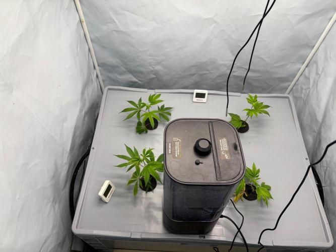 Gorilla Zkittlez in a big box. Week 1 - Day6