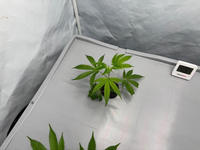 Gorilla Zkittlez in a big box. Week 1 - Day6