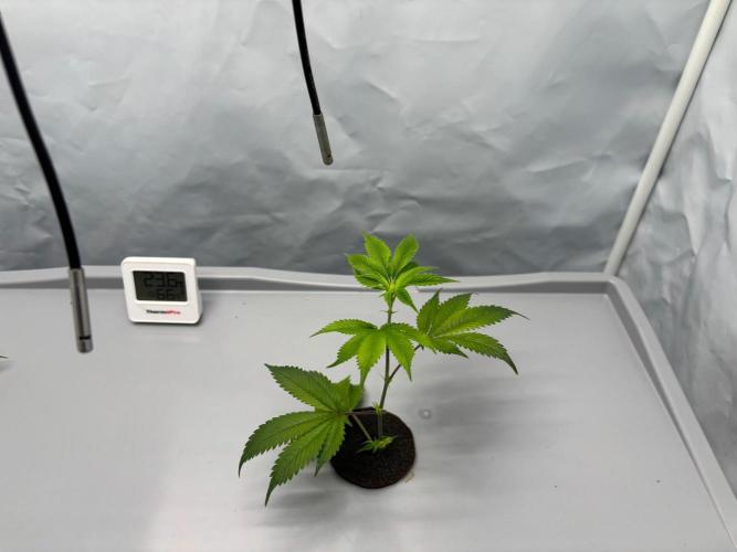 Gorilla Zkittlez in a big box. Week 1 - Day6