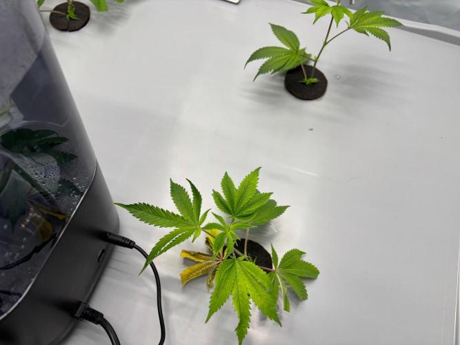 Gorilla Zkittlez in a big box. Week 1 - Day6