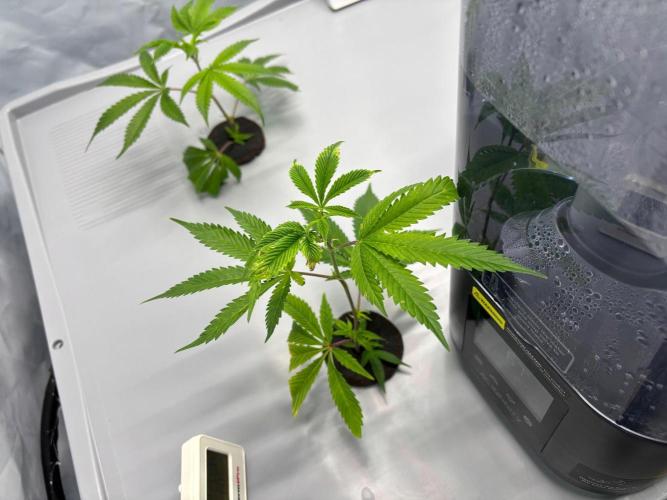 Gorilla Zkittlez in a big box. Week 1 - Day6