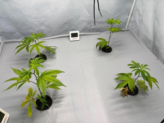 Gorilla Zkittlez in a big box. Week 2 - Day9