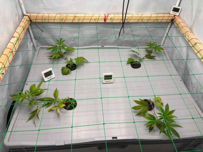 Gorilla Z. Week 2