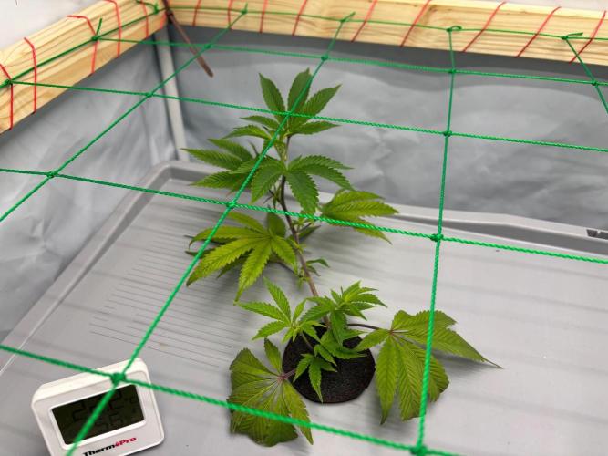 Gorilla Zkittlez in a big box. Week 3 - Day15
