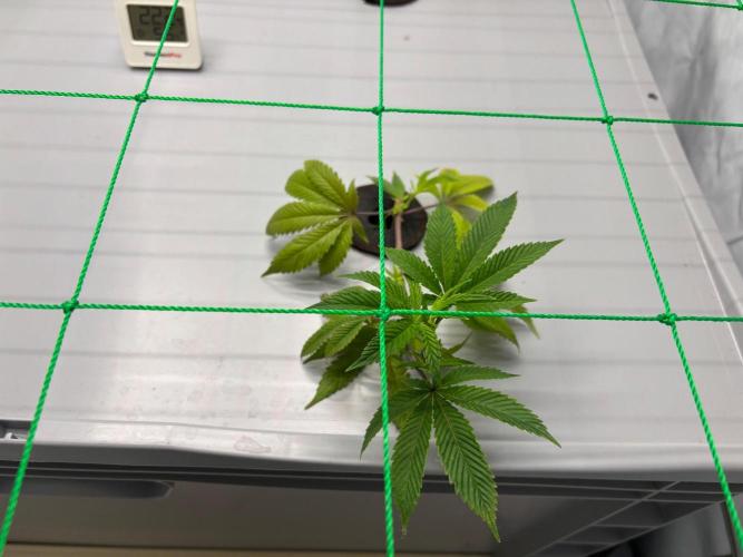 Gorilla Zkittlez in a big box. Week 3 - Day15