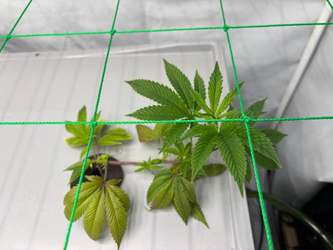 Gorilla Zkittlez in a big box. Week 3 - Day 17