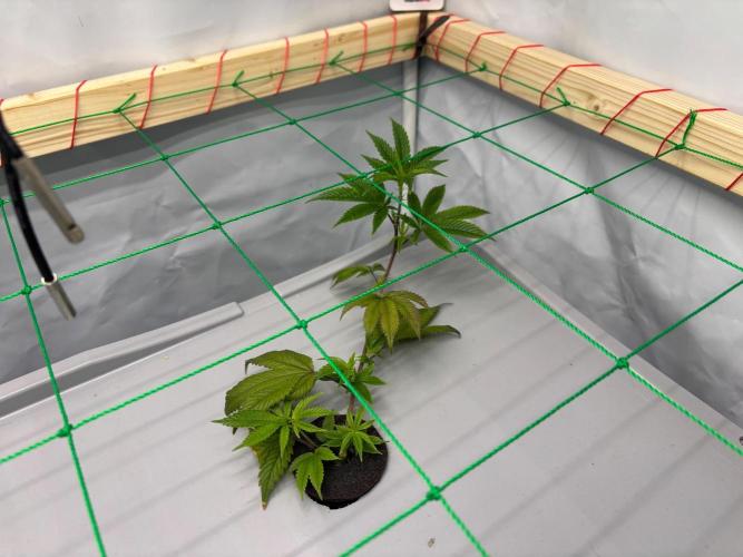 Gorilla Zkittlez in a big box. Week 3 - Day 17