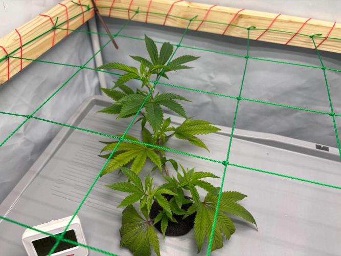 Gorilla Zkittlez in a big box. Week 3 - Day 17