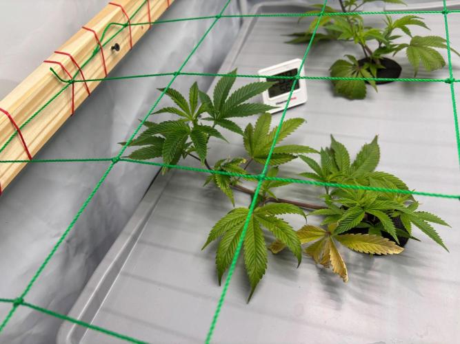 Gorilla Zkittlez in a big box. Week 3 - Day 17